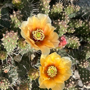 May include: Two yellow cactus flowers with orange centers are blooming on a prickly pear cactus plant. The cactus is green with many spines.