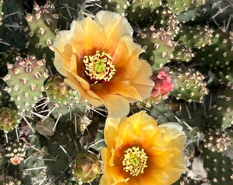 OP01: Brittle Prickly Pear Cold Hardy Cactus Cutting Opuntia fragilis