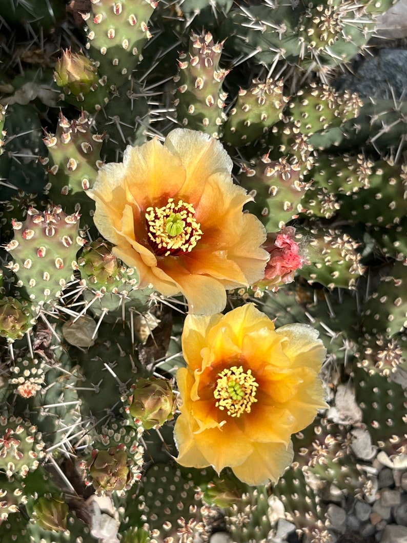 May include: Two yellow cactus flowers with orange centers are blooming on a prickly pear cactus plant. The cactus is green with many spines.