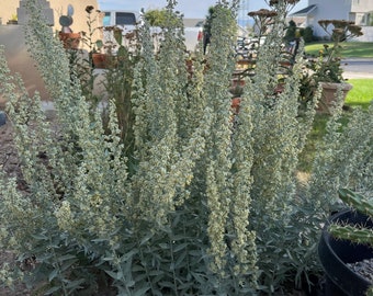 AR01: White Sagebrush Seed 1000+ Ct Cold Hardy Wildflower Artemisia ludoviciana