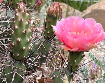 OP08: Prickly Pear ‘Coral Rose’ Cold Hardy Cactus Cutting Opuntia debreczyi