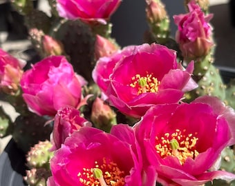 OP11: Prickly Pear ‘Alberta Sunset’ Cold Hardy Cactus Cutting Opuntia debreczyi