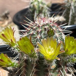 Echinocereus Viridiflorus - Etsy