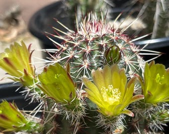 Echinomastus Laui 20 Seeds - Etsy