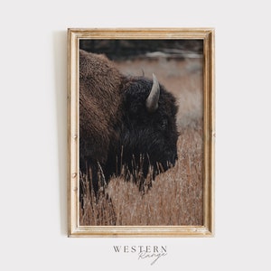 Rustic Bison Poster, Bison in Wheat Field, Western Bison Decor, American Bison Scenery, Wyoming Wildlife, Nature Decor, Rustic Bison Photo