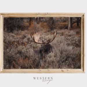 Sagebrush Moose Poster, Bull Moose Wall Art, Western Range, Wildlife Decor, Rustic Moose Print, Moose Bedded Down, Bull Moose in Field
