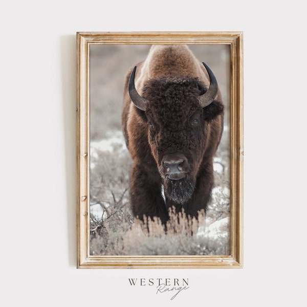 Western Bison Wall Art, Rustic Photography, Wildlife Print, Wyoming Bison Art, Western Range, Bison in Winter, Neutral Cabin Decor