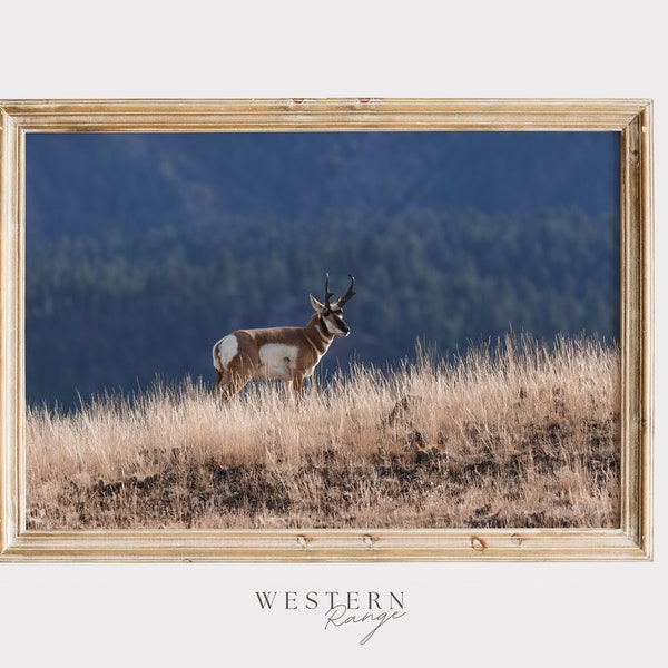 Pronghorn on Hillside, Wildlife Poster, Montana Pronghorn Poster, Western Range, Pronghorn on Ridge, Rustic Home Decor, Western Wildlife Art