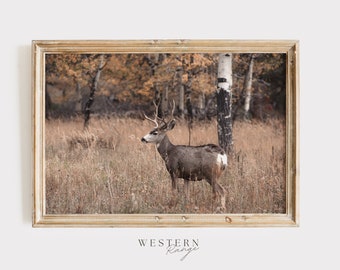 Autumn Mule Deer Photo, Neutral Tones, Wildlife Photography, Mule Deer Buck in Rut, Western Range Wildlife, Mule Deer Digital Art