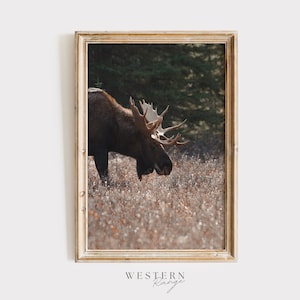 Moose Grazing In Meadow, Rustic Moose Print, Alaska Moose Wall Art, Bull Moose Print, Spring Moose Wall Art, Neutral Rustic Art Wildlife Art