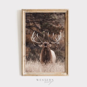 Bugling Bull Elk, Elk During Rut, Arizona Elk Poster, Bull Elk Photography, Trophy Elk, Nature Printable, Western Wildlife, Elk Rub Horns