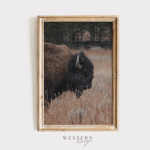 Woodland Bison Poster, Dried Grass Field, Western Wildlife Decor, Bison Photography, Bull Bison Poster, Montana Nature Print, Bison Print
