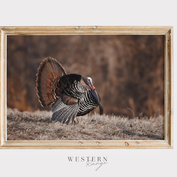 Eastern Wild Turkey, Rustic Photography, Wild Turkey Wall Art, Eastern Turkey Poster, Turkey in Forest, Male Turkey Printable, Turkey Print