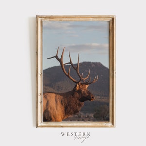 Golden Hour Elk Print, Western Elk Decor, Bull Elk At Sunset, Colorado Elk Print, Western Range, Elk in the Sun, Bull Elk Photography