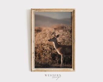 Mule Deer in Tall Grasses, Golden Hour, Nature Photography, Doe Mule Deer, Wildlife Wall Art, Mule Deer Printable, Rustic Home Decor