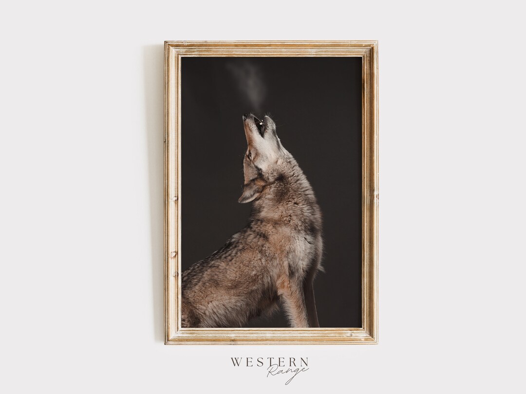 Howling Coyote Wall Art, Nature Photography, Wildlife Poster, Coyote