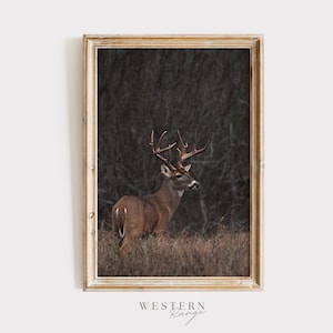 Whitetail Deer In Field, Wildlife Wall Art, Rustic Nature Print, Midwest Deer Poster, Trophy Buck Digital Art, Whitetail Deer Home Decor