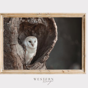 Puede incluir: Impresión enmarcada de un búho común posado en el interior de un tronco de árbol. El búho tiene plumas blancas y marrones y mira directamente al espectador. El marco es de madera clara. El texto "WESTERN RANGE" está en la parte inferior.