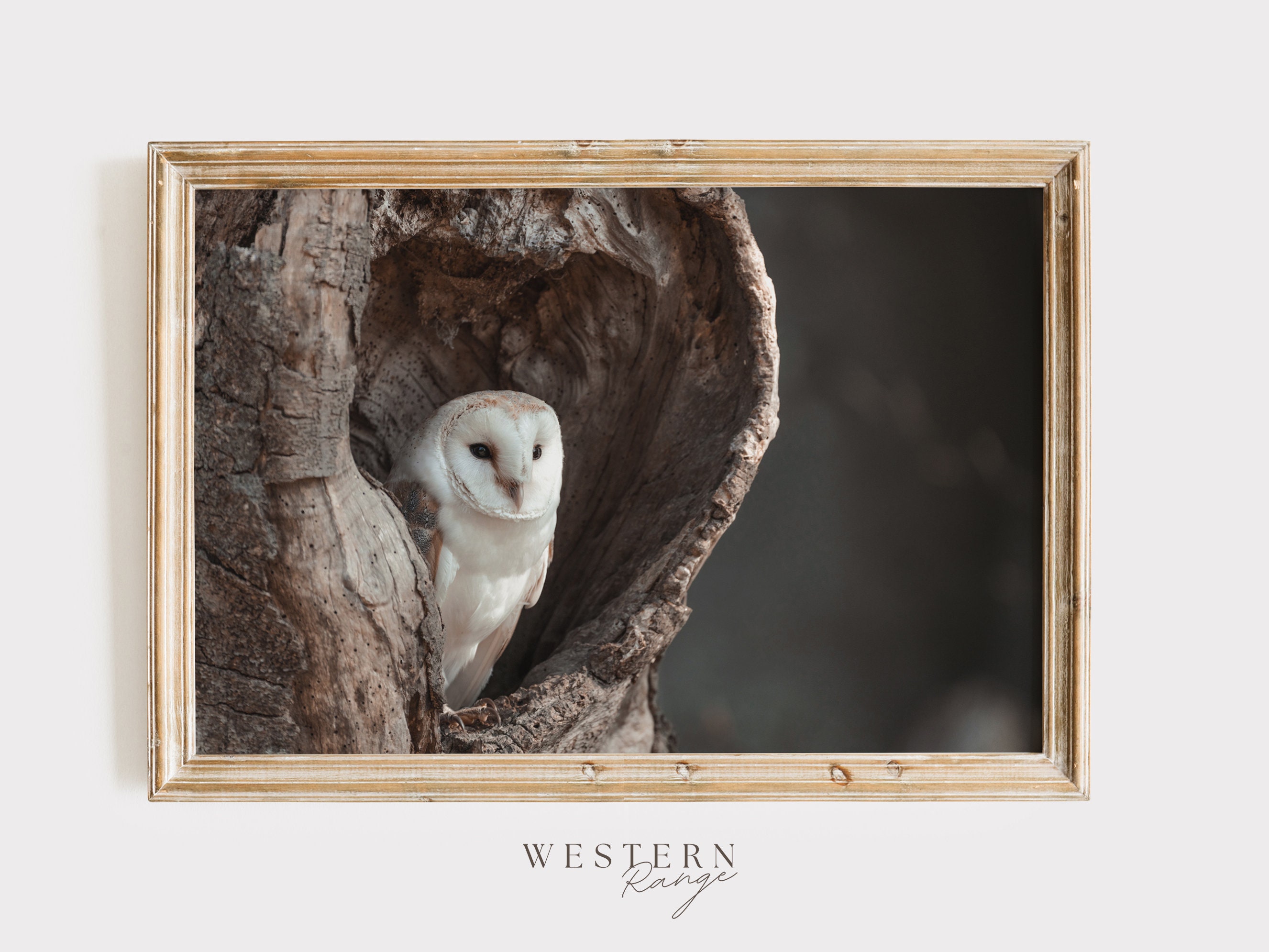Barn Owl In Tree, Wildlife Photography, Barn Owl Poster, Rustic Bedroom Art, Gift For Outdoorsman, B