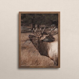May include: A brown and tan elk with large antlers stands in a field of tall grass. The elk is looking up and its mouth is open as if it is calling.