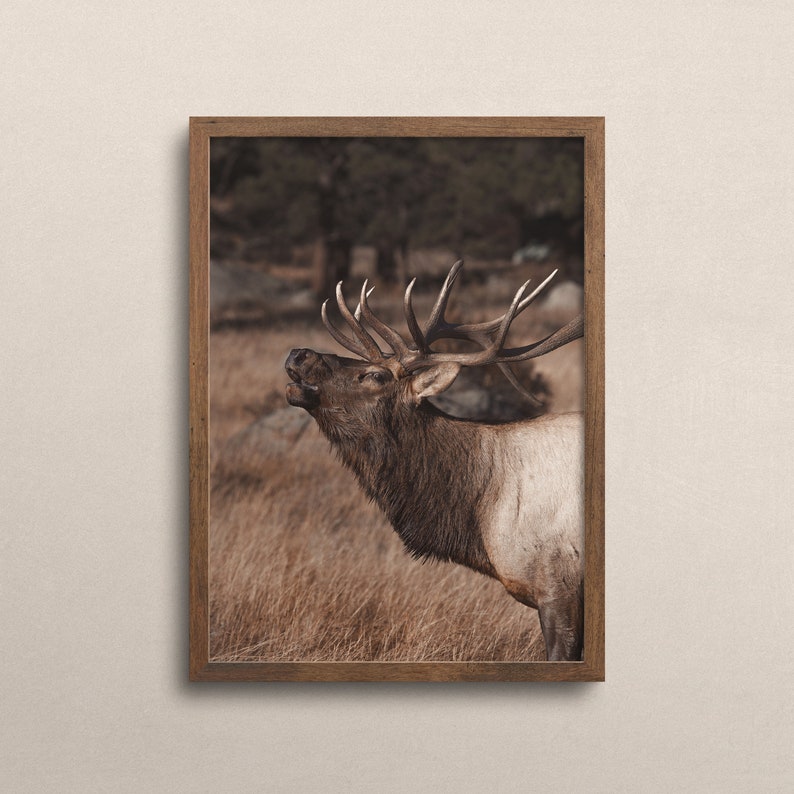 May include: A brown and tan elk with large antlers stands in a field of tall grass. The elk is looking up and its mouth is open as if it is calling.