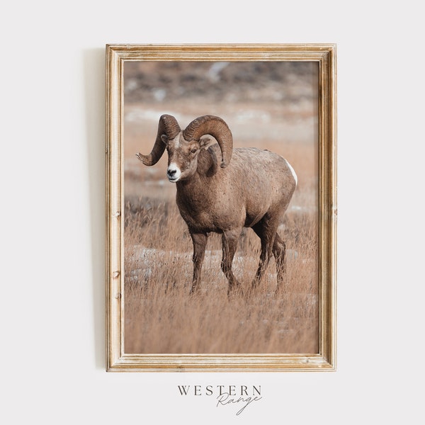 Colorado Bighorn Sheep, Winter Range, Rustic Home Decor, Wildlife Wall Art, Nature Photography, Bighorn Sheep Wall Art, Western Range