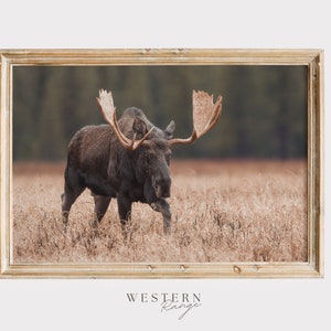 Canadian Moose Wall Art, Rustic Home Decor, Moose in Meadow, Canada Wildlife Poster, Neutral Colors, Nature Scenery, Moose Photography