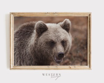 Foto de oso pardo joven, impresión de naturaleza rústica, arte de pared de vida silvestre, arte digital de oso pardo, fotografía de oso pardo, decoración estilo lodge