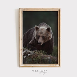 Urso pardo da floresta, arte de parede de vida selvagem, urso pardo na floresta, decoração rústica de casa, arte de parede de urso pardo, fotografia da natureza