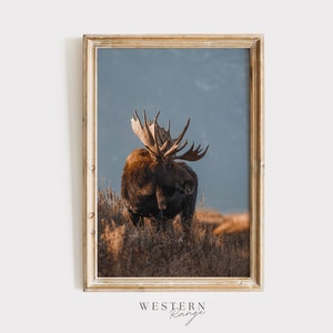 Sunset Moose Wall Art, Wildlife Photography, Western Big Game, Moose Digital Art, Rustic Home Decor, Moose Wall Art, Bull Moose on Hillside