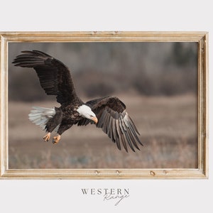 Bald Eagle Poster, Eagle Photography, Bald Eagle Mid Flight, Hunting Eagle Print, Rustic Home Decor, Nature Printable, Western Wildlife