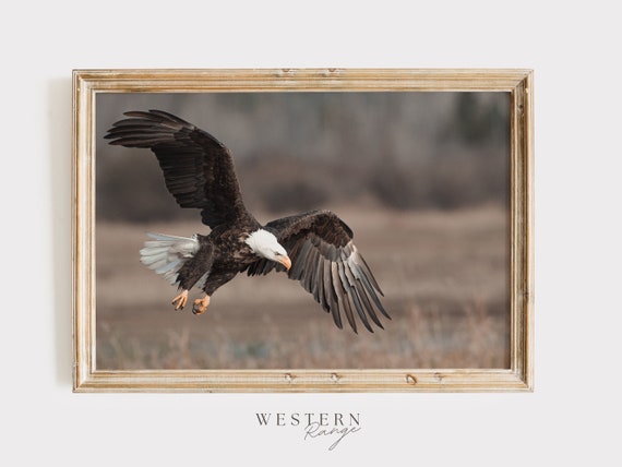 Bald Eagle Poster, Eagle Photography, Bald Eagle Mid Flight, Hunting Eagle Print, Rustic Home Decor, Nature Printable, Western Wildlife