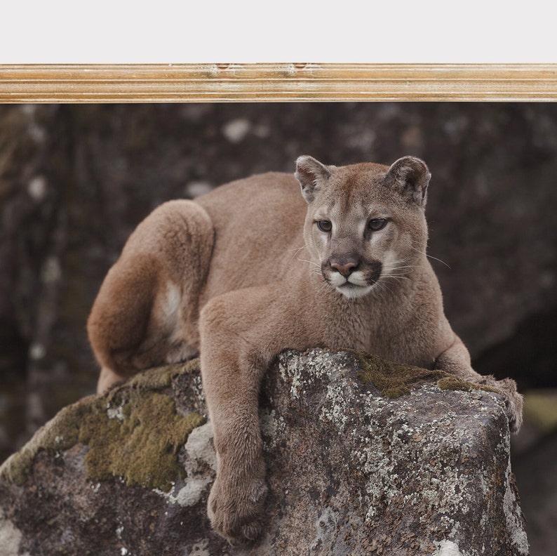 Puede incluir: Un puma marr&oacute;n con el pecho blanco y la nariz negra est&aacute; tumbado sobre una gran roca cubierta de musgo. El puma mira hacia la izquierda de la imagen.
