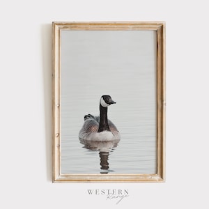 May include: A framed photograph of a Canadian goose swimming in a calm body of water. The goose is facing the camera with its head held high. The background is a soft, muted blue.
