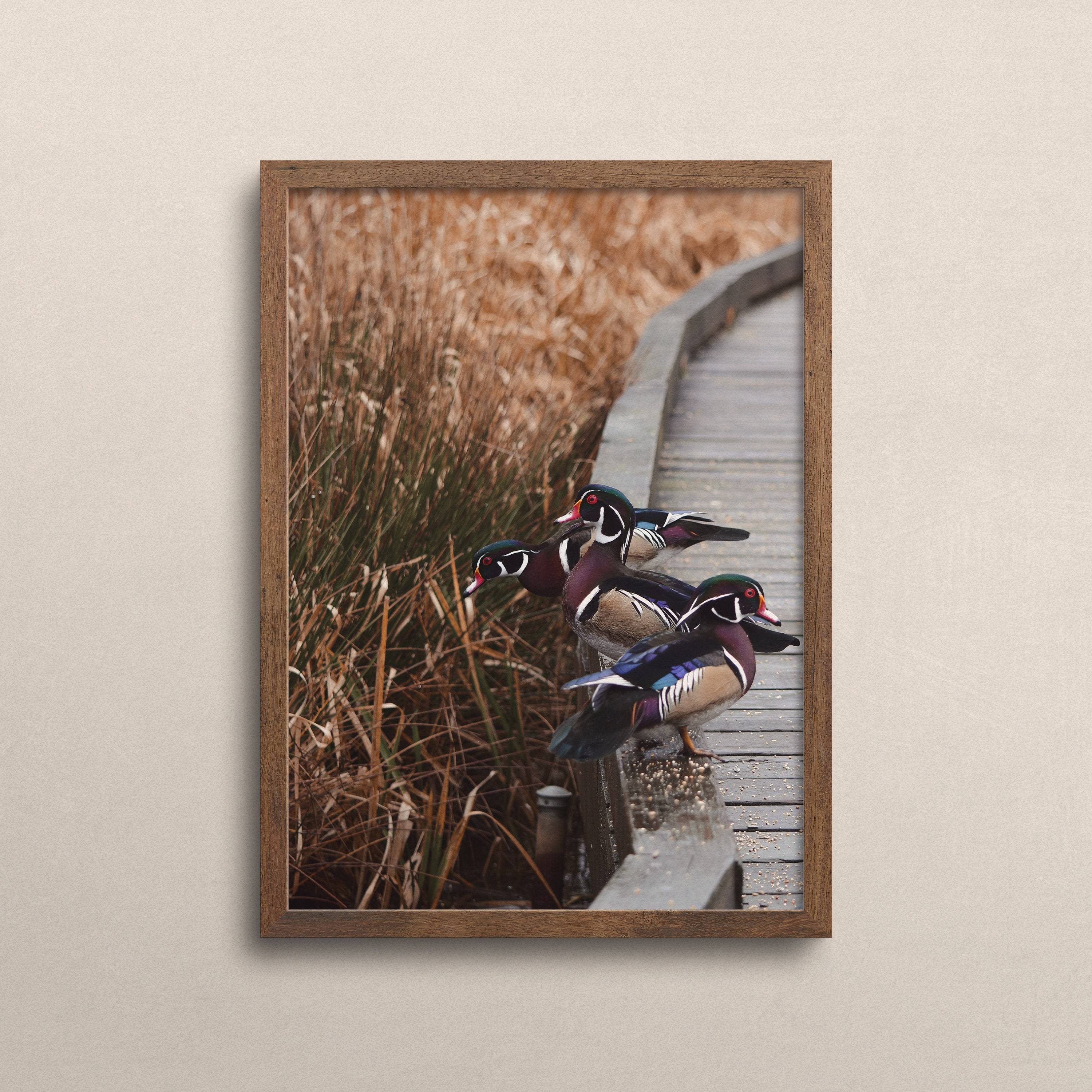 Wood Duck Wall Art, Upland Bird Photography, Wildlife Poster, Wood Duck