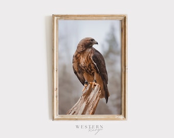 Red Tailed Hawk on Branch, Birds of Prey, Wildlife Photography, Rustic Home Decor, Hawk Printable Art, Red Tailed Hawk in Woods, Hawk Poster