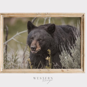 Black Bear Wall Art, Spring Bear Photo, Western Wildlife Poster, Bear in the Sagebrush, Colorado Bear Printable, Nature Photography