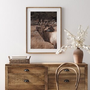 May include: A framed photograph of a large, brown elk with antlers, standing in a field of tall grass. The elk is looking up and its mouth is open, as if it is calling out.