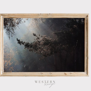 Baumkronen Foto, Kiefer Ast, Blick nach oben, neblige Wald Sonnenlicht, dichte Waldbaldachin, rustikale Wandkunst, Wald Home Decor