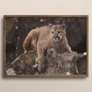 Puede incluir: Un puma marr&oacute;n y tostado est&aacute; tumbado sobre una gran roca cubierta de musgo. El puma mira directamente a la c&aacute;mara con la cabeza ligeramente inclinada hacia un lado.