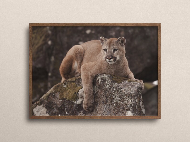 Puede incluir: Un puma marr&oacute;n y tostado est&aacute; tumbado sobre una gran roca cubierta de musgo. El puma mira directamente a la c&aacute;mara con la cabeza ligeramente inclinada hacia un lado.