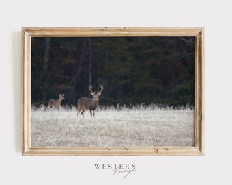 Whitetail Deer in Field, Trophy Buck Wall Art, Midwest Deer Photography, Whitetail Deer During Rut, Whitetail Deer Printable, Western Range