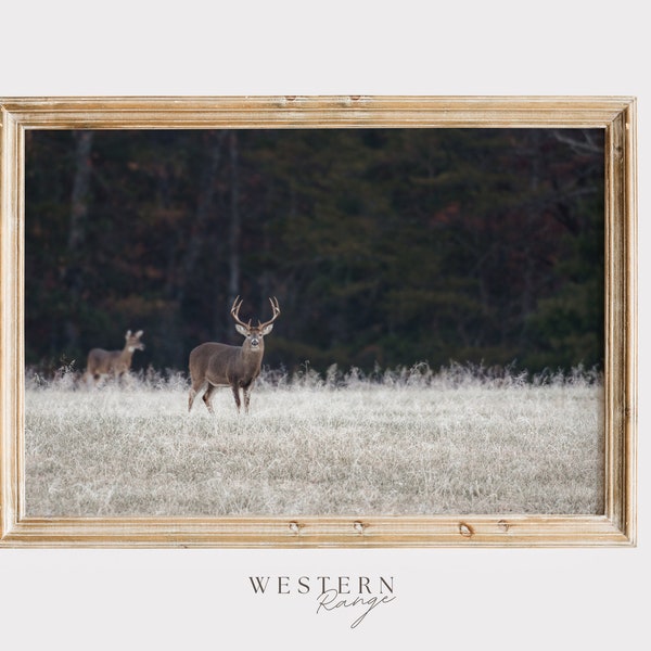 Whitetail Deer in Field, Trophy Buck Wall Art, Midwest Deer Photography, Whitetail Deer During Rut, Whitetail Deer Printable, Western Range