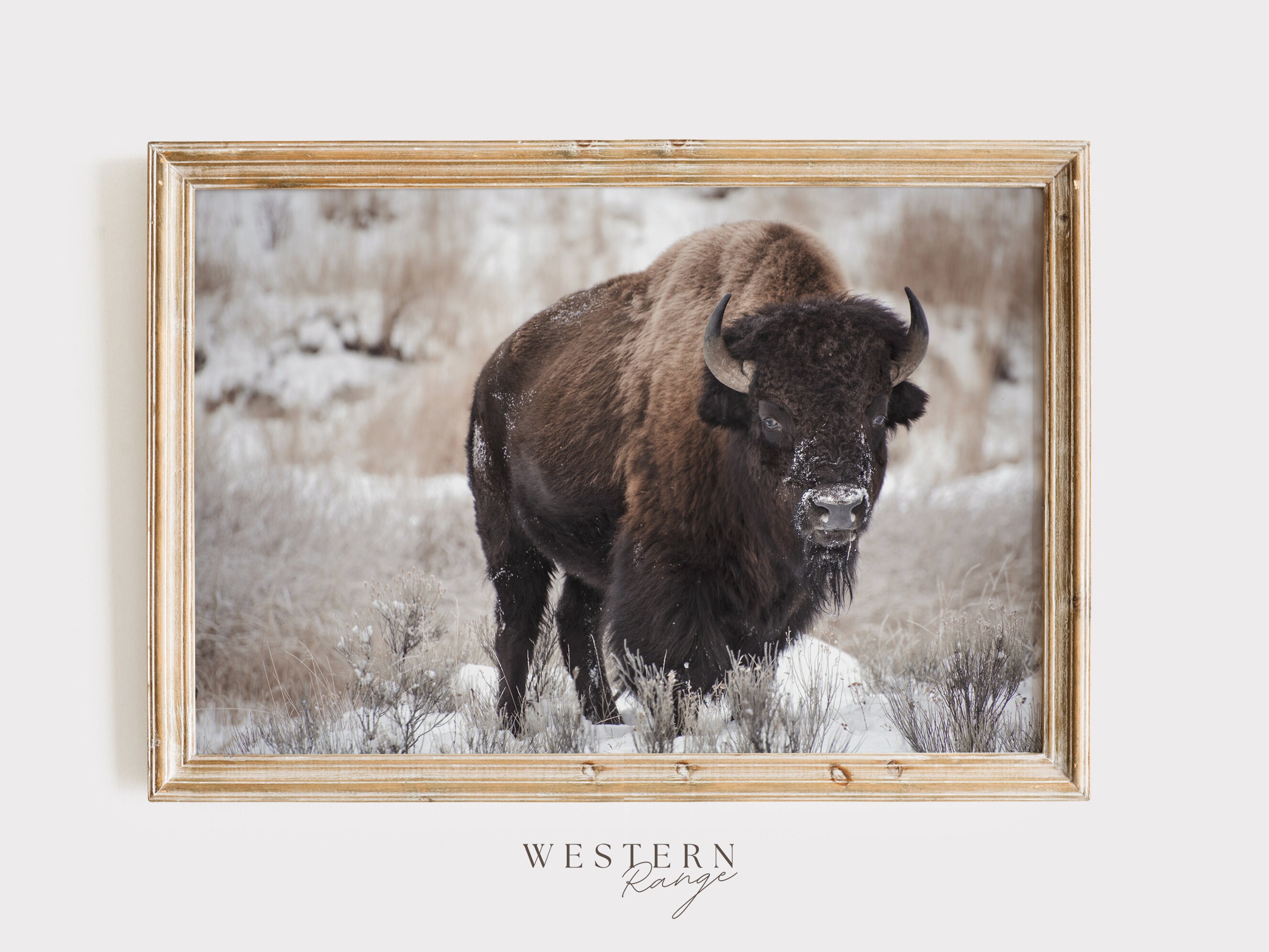Winter Bison Photography, Western Home Decor, Rustic Buffalo Wall Art ...