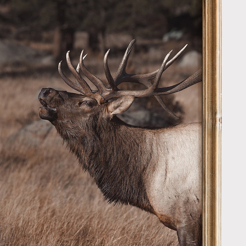 May include: A close-up of a large, brown elk with large antlers. The elk is standing in a field of tall, dry grass. The elk's head is tilted back and its mouth is open, as if it is calling out.
