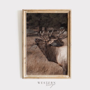 May include: A framed photograph of a large, brown elk with antlers, standing in a field of tall grass. The elk is looking up and its mouth is open, as if it is calling out. The background is a blurry forest.