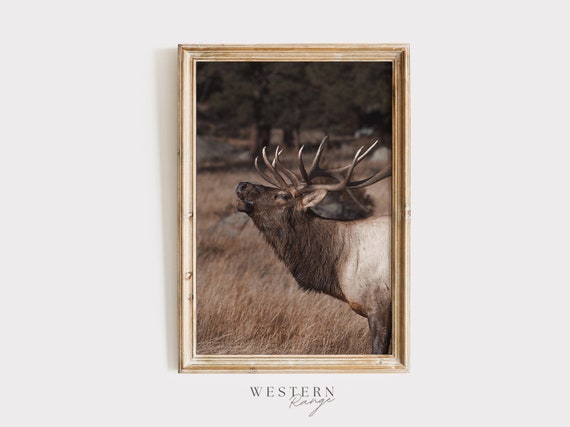 Bugling Elk In Forest, Arizona Elk Poster, Wildlife Poster, National Forest Elk Art, Bull Elk Wall Art, Wall Art for Cabin, Rustic Home Art
