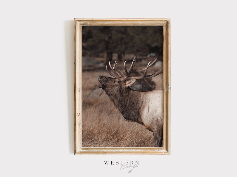 May include: A framed photograph of a large, brown elk with antlers, standing in a field of tall grass. The elk is looking up and its mouth is open, as if it is calling out. The background is a blurry forest.