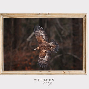 Eagle Mid Flight, Golden Eagle Wingspan, Wildlife Photography, Golden Eagle Soaring, Colorado Eagle Poster, Rustic Home Decor, Golden Eagle