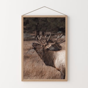 May include: A brown and tan elk with large antlers stands in a field of tall, dry grass. The elk is looking up and its mouth is open, as if it is calling out.